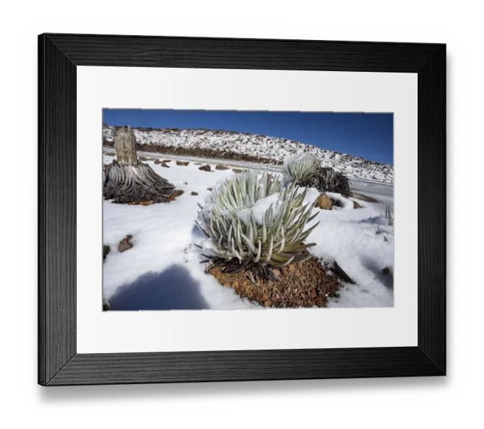 Framed Print : Hawai i silversword (Argyroxiphium sandwicense macrocephalum) covered by an unusual Framed Print : Hawai i silversword (Argyroxiphium sandwicense macrocephalum) covered by an unusual