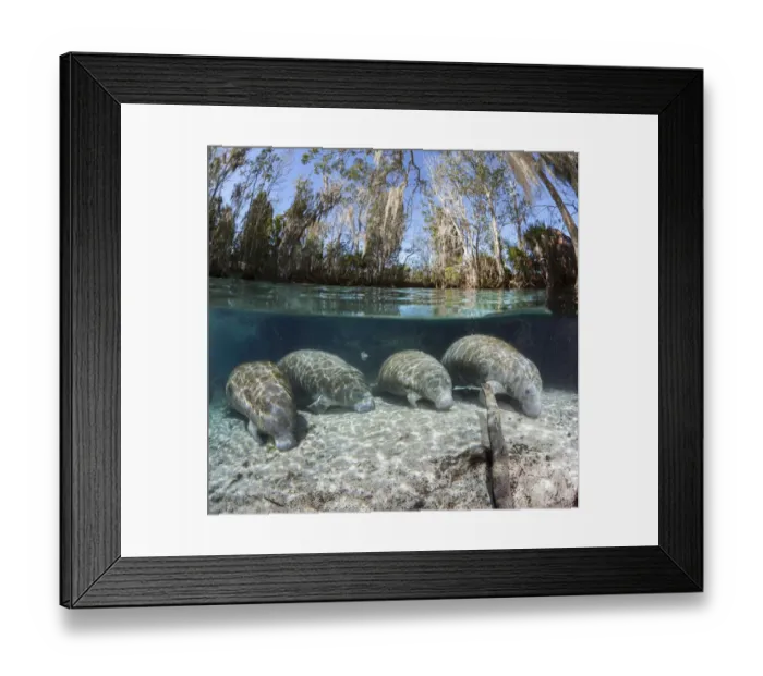 Framed Print : Florida manatee (Trichechus manatus latirostris), four resting on sandy river bed Framed Print : Florida manatee (Trichechus manatus latirostris), four resting on sandy river bed