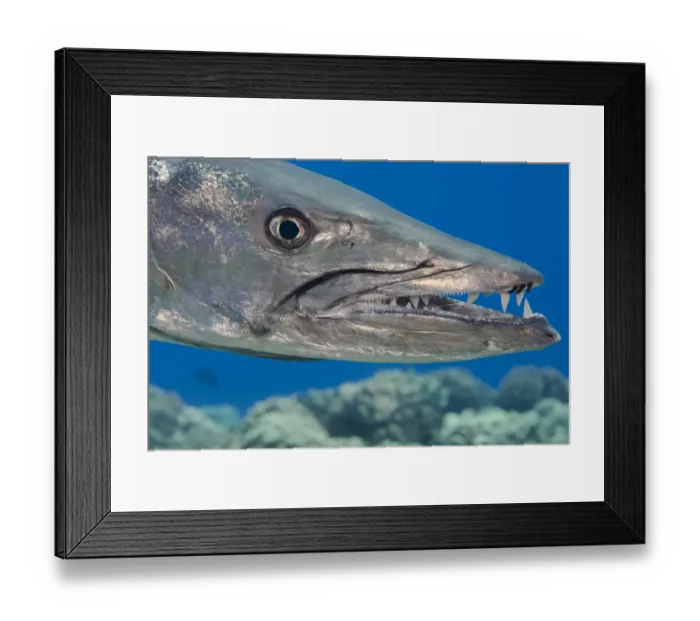 Framed Print : Great barracuda (Sphyraena barracuda) with three parasitic Copepods at end of upper jaw Framed Print : Great barracuda (Sphyraena barracuda) with three parasitic Copepods at end of upper jaw