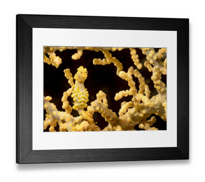 Framed Print : Bargibants pygmy seahorse (Hippocampus bargibanti) wrapped around Eye fan coral (Cnidaria sp) Framed Print : Bargibants pygmy seahorse (Hippocampus bargibanti) wrapped around Eye fan coral (Cnidaria sp)
