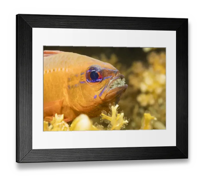 Framed Print : Ring-tailed cardinalfish (Ostorhinchus aureus), male protecting and incubating eggs in mouth Framed Print : Ring-tailed cardinalfish (Ostorhinchus aureus), male protecting and incubating eggs in mouth