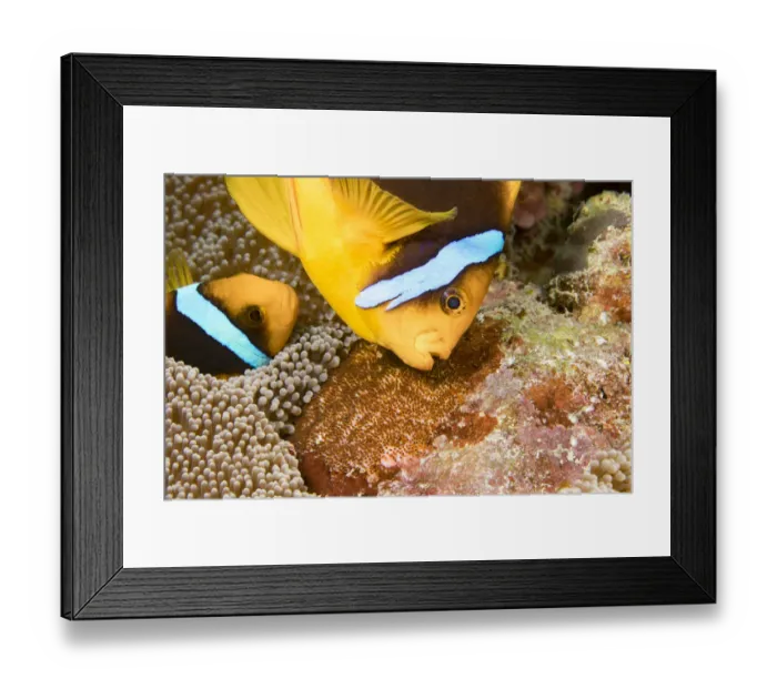 Framed Print : Clarks anemonefish (Amphiprion clarkii), pair tending to egg mass placed beside Framed Print : Clarks anemonefish (Amphiprion clarkii), pair tending to egg mass placed beside