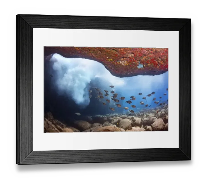 Framed Print : Whitebar surgeonfish (Acanthurus leucopareius) school in undewater cave, oxygenated Framed Print : Whitebar surgeonfish (Acanthurus leucopareius) school in undewater cave, oxygenated