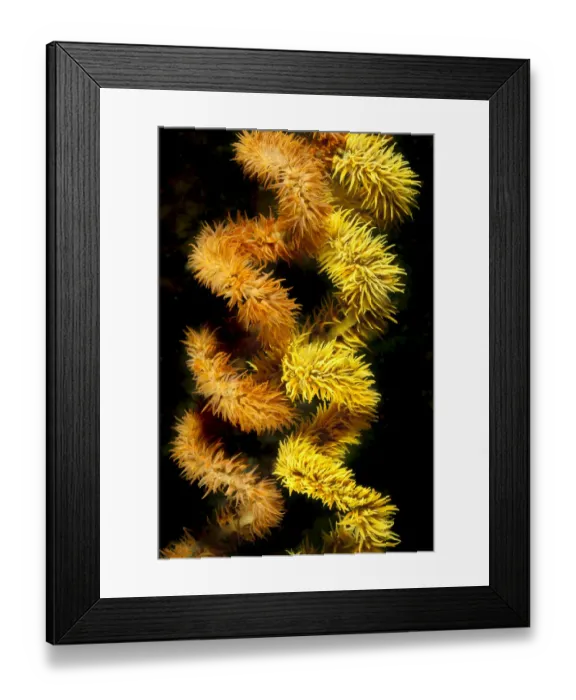 Framed Print : Wire coral colonies (Cirrhipathes spiralis), two spirals. Reef in Komodo area, Indonesia Framed Print : Wire coral colonies (Cirrhipathes spiralis), two spirals. Reef in Komodo area, Indonesia