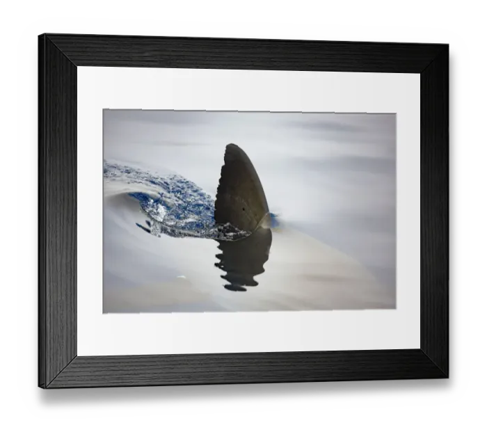 Framed Print : Great white shark (Carcharodon carcharias) dorsal fin visible on surface. Guadalupe Island, Mexico Framed Print : Great white shark (Carcharodon carcharias) dorsal fin visible on surface. Guadalupe Island, Mexico