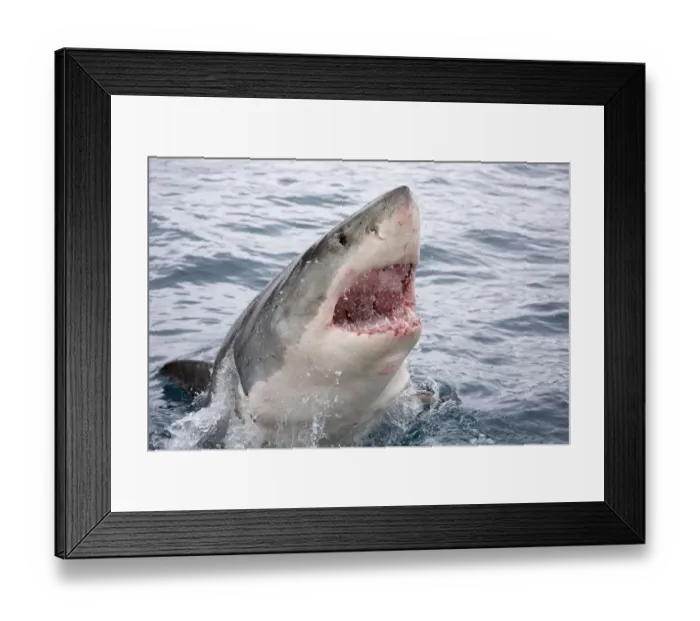 Framed Print : Great white shark (Carcharodon carcharias) breaking surface with mouth open. Guadalupe Island Framed Print : Great white shark (Carcharodon carcharias) breaking surface with mouth open. Guadalupe Island