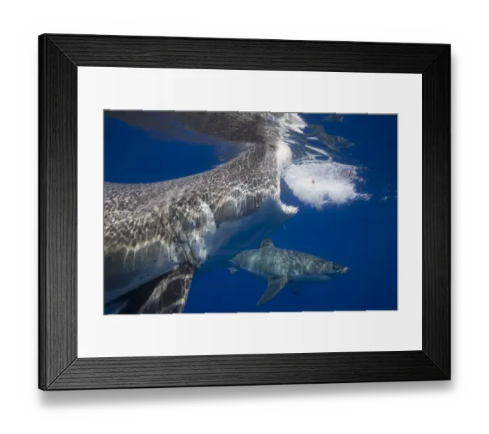 Framed Print : Great white shark (Carcharodon carcharias), two below surface. Guadalupe Island, Mexico Framed Print : Great white shark (Carcharodon carcharias), two below surface. Guadalupe Island, Mexico