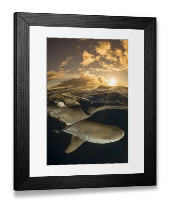 Framed Print : Blacktip reef shark (Carcharhinus melanopterus) swimming just below surface at sunset Framed Print : Blacktip reef shark (Carcharhinus melanopterus) swimming just below surface at sunset