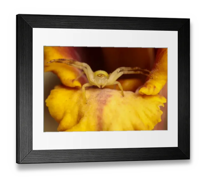 Framed Print : Crab Spider (Thomisidae) waiting in an orchid to ambush its prey Framed Print : Crab Spider (Thomisidae) waiting in an orchid to ambush its prey
