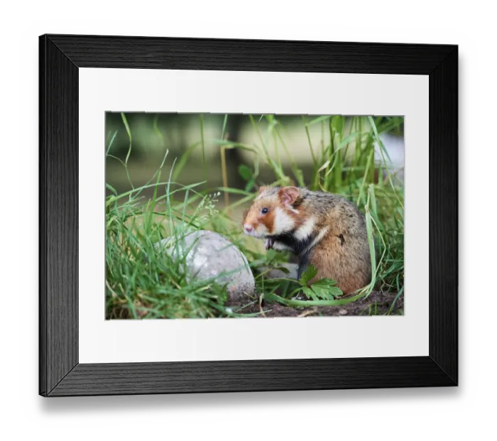 Framed Print : Common hamster (Cricetus cricetus), Alsace, France, June, captive Framed Print : Common hamster (Cricetus cricetus), Alsace, France, June, captive