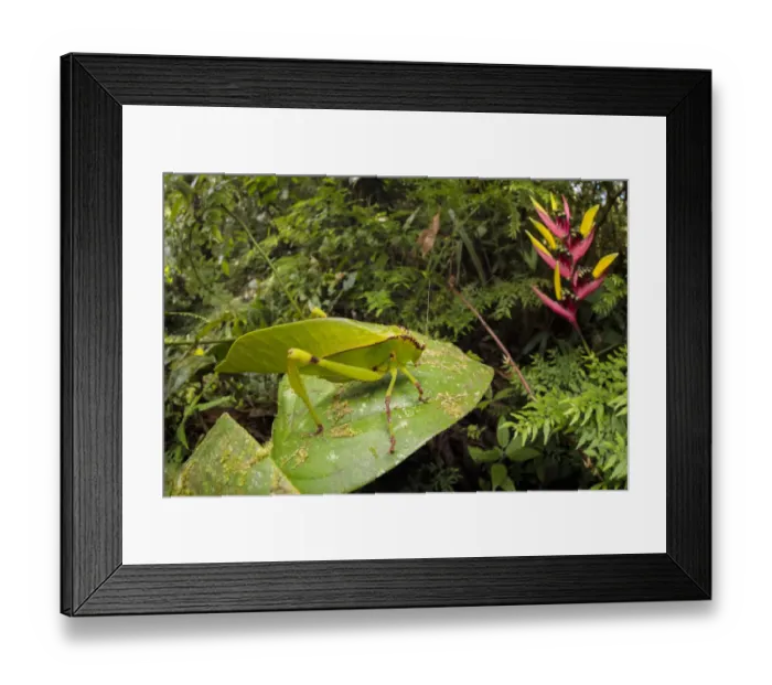 Framed Print : Katydid / Bush Cricket (Tettigoniidae) camouflaged amongst cloud forest understory vegetation Framed Print : Katydid / Bush Cricket (Tettigoniidae) camouflaged amongst cloud forest understory vegetation
