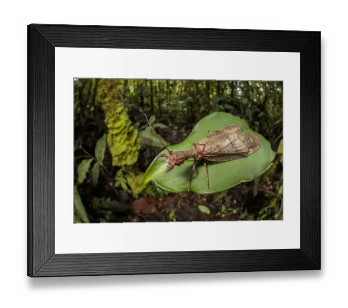 Framed Print : Dobsonfly female (Corydalinae) in cloud forest, Manu Biosphere Reserve, Peru Framed Print : Dobsonfly female (Corydalinae) in cloud forest, Manu Biosphere Reserve, Peru