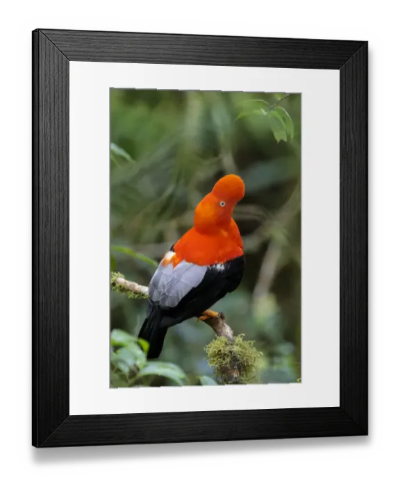 Framed Print : Andean Cock-of-the-rock male {Rupicola peruvianus} at lek in cloud forest canopy Framed Print : Andean Cock-of-the-rock male {Rupicola peruvianus} at lek in cloud forest canopy