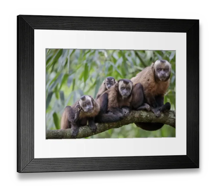 Framed Print : Brown / Tufted Capuchin (Cebus apella) family group in cloud forest, Manu Biosphere Reserve, Peru Framed Print : Brown / Tufted Capuchin (Cebus apella) family group in cloud forest, Manu Biosphere Reserve, Peru