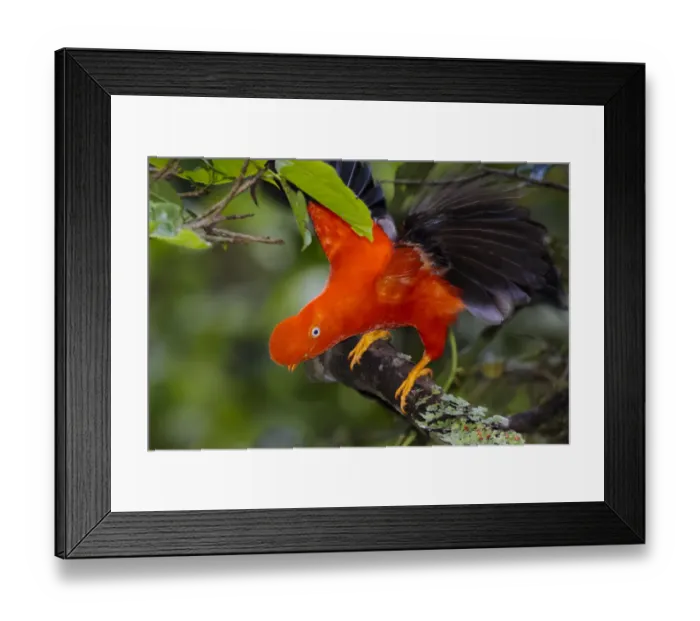 Framed Print : Andean Cock-of-the-rock male {Rupicola peruvianus} at lek in cloud forest canopy Framed Print : Andean Cock-of-the-rock male {Rupicola peruvianus} at lek in cloud forest canopy
