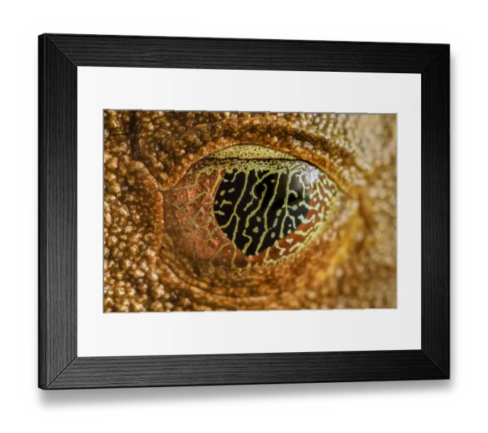 Framed Print : Nictitating membrane covering eye of Map Treefrog (Hypsiboas geographicus) Framed Print : Nictitating membrane covering eye of Map Treefrog (Hypsiboas geographicus)