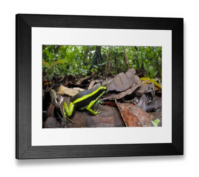 Framed Print : Three-striped poison frog (Ameerega trivittata) amongst leaf litter on lowland rainforest floor Framed Print : Three-striped poison frog (Ameerega trivittata) amongst leaf litter on lowland rainforest floor