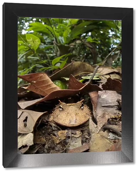 Amazonian Horned Frog (Ceratophrys cornuta) camouflaged amongst leaf litter on lowland