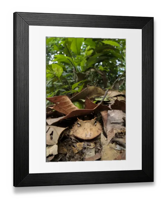 Framed Print : Amazonian Horned Frog (Ceratophrys cornuta) camouflaged amongst leaf litter on lowland Framed Print : Amazonian Horned Frog (Ceratophrys cornuta) camouflaged amongst leaf litter on lowland
