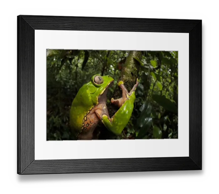 Framed Print : Giant waxy monkey frog (Phyllomedusa bicolor). Lowland Amazon rainforest, Manu Biosphere Reserve Framed Print : Giant waxy monkey frog (Phyllomedusa bicolor). Lowland Amazon rainforest, Manu Biosphere Reserve
