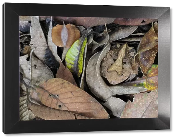 Amazonian Horned Frog (Ceratophrys cornuta) camouflaged amongst leaf litter on lowland