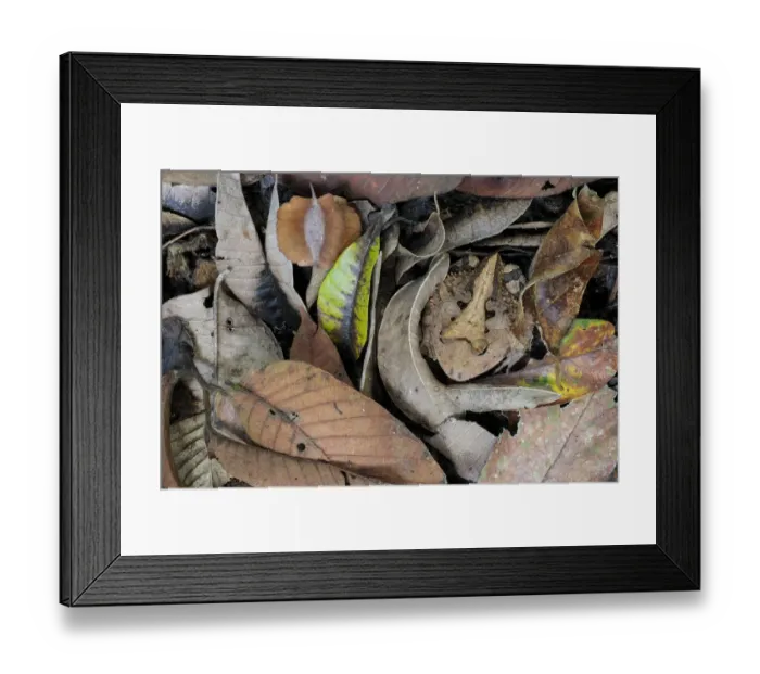 Framed Print : Amazonian Horned Frog (Ceratophrys cornuta) camouflaged amongst leaf litter on lowland Framed Print : Amazonian Horned Frog (Ceratophrys cornuta) camouflaged amongst leaf litter on lowland