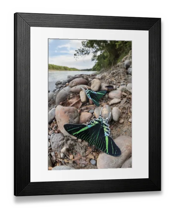 Framed Print : Green-banded urania moth (Urania leilus) moths drinking salts from mineral-rich river clay Framed Print : Green-banded urania moth (Urania leilus) moths drinking salts from mineral-rich river clay