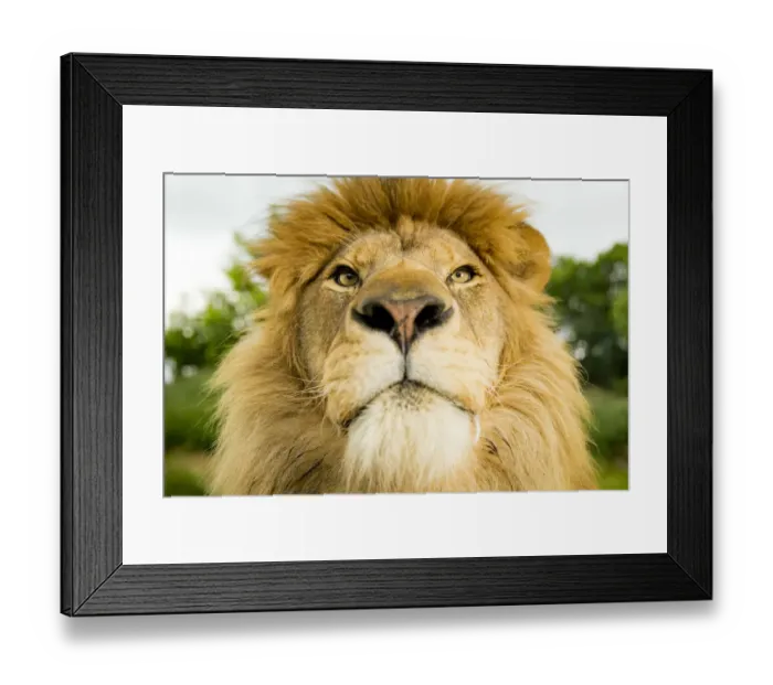 Framed Print : RF - Lion (Panthera leo) portrait, looking proud, Captive Framed Print : RF - Lion (Panthera leo) portrait, looking proud, Captive