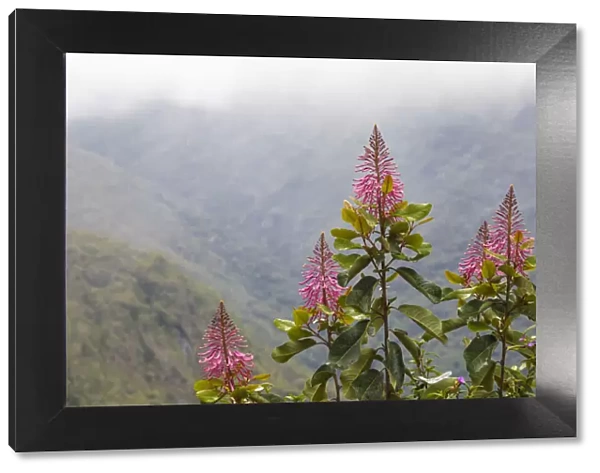 Oreocallis grandiflora (Proteaceae family), Manu Cloud forest at 3500 metres altitude, Peru