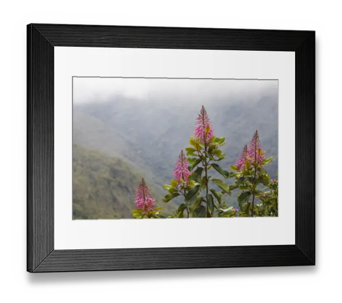 Framed Print : Oreocallis grandiflora (Proteaceae family), Manu Cloud forest at 3500 metres altitude, Peru Framed Print : Oreocallis grandiflora (Proteaceae family), Manu Cloud forest at 3500 metres altitude, Peru
