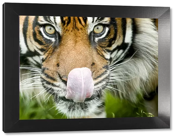 RF - Sumatran tiger (Panthera tigris altaica  /  Panthera tigris tigris) staring at camera