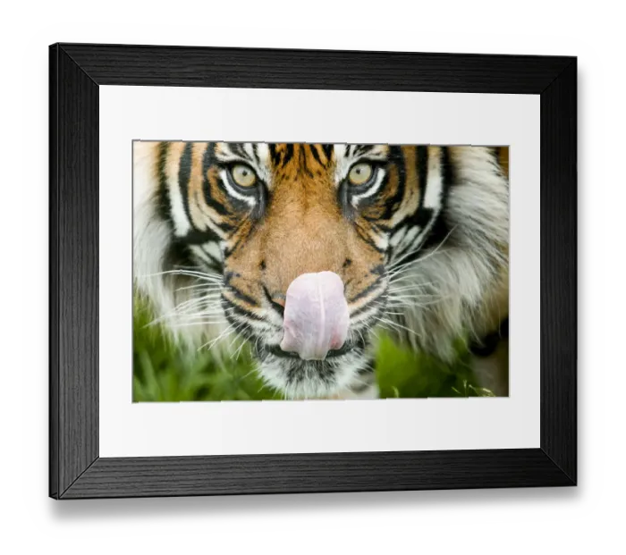 Framed Print : RF - Sumatran tiger (Panthera tigris altaica / Panthera tigris tigris) staring at camera Framed Print : RF - Sumatran tiger (Panthera tigris altaica / Panthera tigris tigris) staring at camera