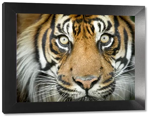 Sumatran tiger (Panthera tigris tigris  /  Panthera tigris altaica) close up portrait, captive
