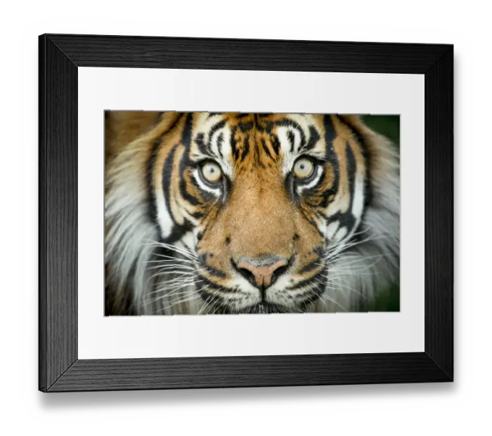 Framed Print : Sumatran tiger (Panthera tigris tigris / Panthera tigris altaica) close up portrait, captive Framed Print : Sumatran tiger (Panthera tigris tigris / Panthera tigris altaica) close up portrait, captive