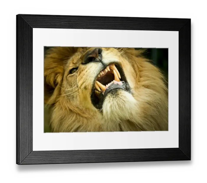 Framed Print : Lion (Panthera leo) close up of teeth while its snarling, captive Framed Print : Lion (Panthera leo) close up of teeth while its snarling, captive