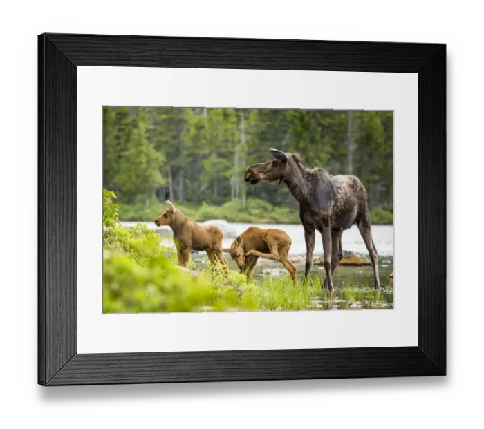 Framed Print : Moose (Alces alces) female with twin calves, Baxter State Park, Maine, USA, June Framed Print : Moose (Alces alces) female with twin calves, Baxter State Park, Maine, USA, June