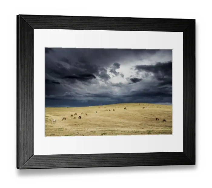 Framed Print : Horses grazing in steppe grassland, Altanbulag, Mongolia Framed Print : Horses grazing in steppe grassland, Altanbulag, Mongolia
