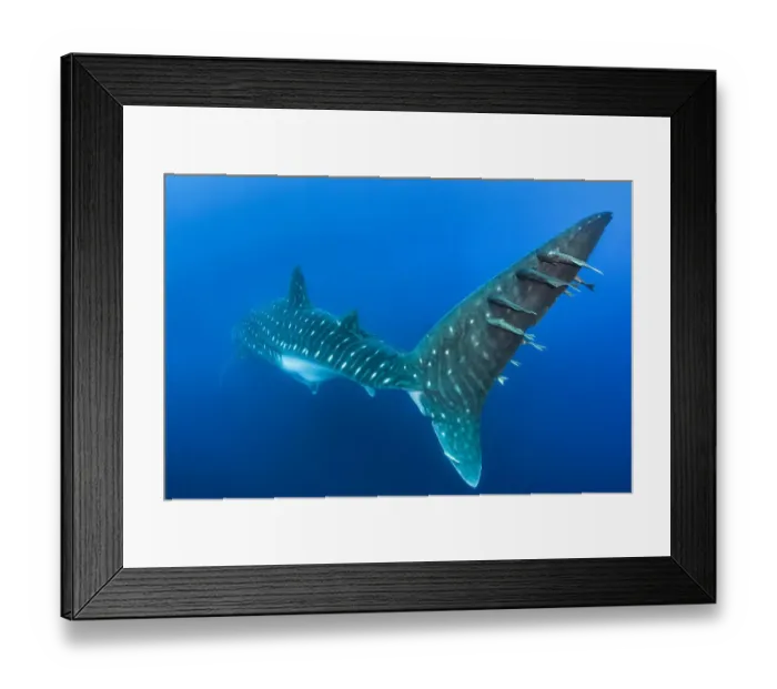 Framed Print : Remoras (Remora sp. ) hitchhiking on the tail of a large (13-15m) female whale shark Framed Print : Remoras (Remora sp. ) hitchhiking on the tail of a large (13-15m) female whale shark