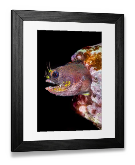 Framed Print : Galapagos barnacle blenny (Acanthemblemaria castroi) looking out from its home in