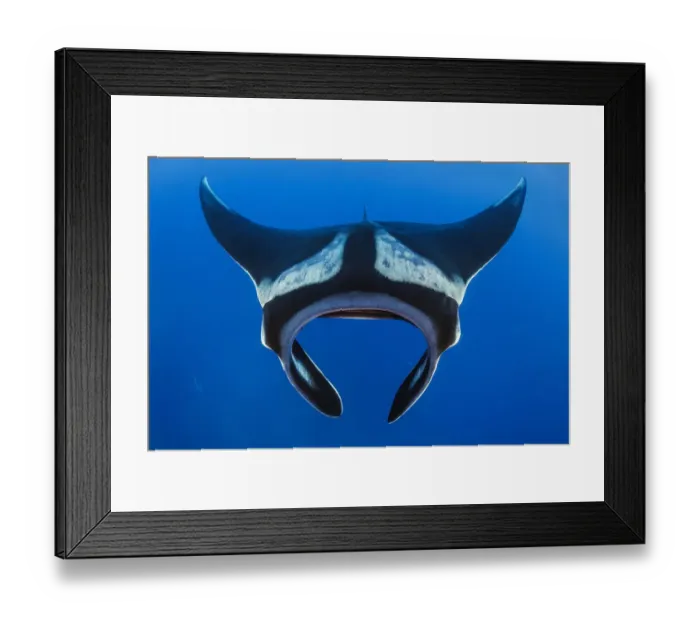 Framed Print : Oceanic manta (Mobula birostris). Cousins Rock, San Salvador Island, Santiago Island Framed Print : Oceanic manta (Mobula birostris). Cousins Rock, San Salvador Island, Santiago Island