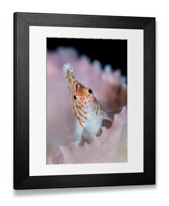Framed Print : A threadfin hawkfish (Cirrhitichthys aprinus) on a barrel sponge. Bitung, North Sulawesi, Indonesia Framed Print : A threadfin hawkfish (Cirrhitichthys aprinus) on a barrel sponge. Bitung, North Sulawesi, Indonesia