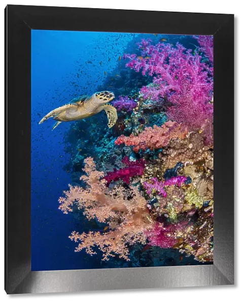 Hawksbill turtle (Eretmochelys imbricata) swims along a coral reef with pink soft coral