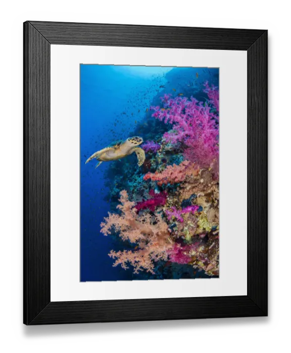 Framed Print : Hawksbill turtle (Eretmochelys imbricata) swims along a coral reef with pink soft coral Framed Print : Hawksbill turtle (Eretmochelys imbricata) swims along a coral reef with pink soft coral