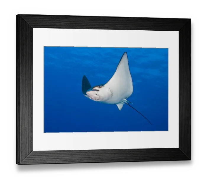 Framed Print : Spotted eagle ray (Aetobatus narinari) swimming in the blue next to a coral reef Framed Print : Spotted eagle ray (Aetobatus narinari) swimming in the blue next to a coral reef