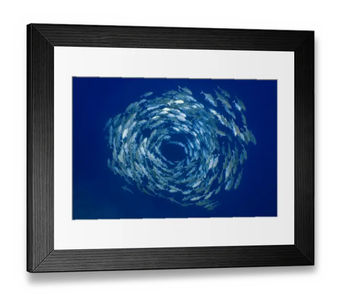Framed Print : Bigeye trevally (Caranx sexfasciatus) forming a circular shoal in blue water, on the drop off of a coral reef. Ras Mohammed National Park, Sinai, Egypt. Red Sea