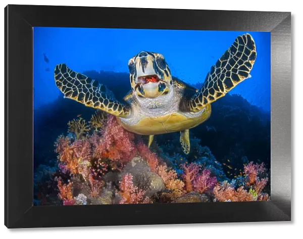 Hawksbill turtle (Eretmochelys imbricata) feeding on Red soft coral (Dendronepthya sp