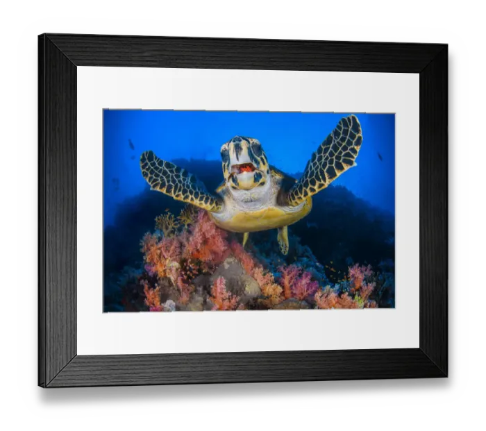 Framed Print : Hawksbill turtle (Eretmochelys imbricata) feeding on Red soft coral (Dendronepthya sp Framed Print : Hawksbill turtle (Eretmochelys imbricata) feeding on Red soft coral (Dendronepthya sp