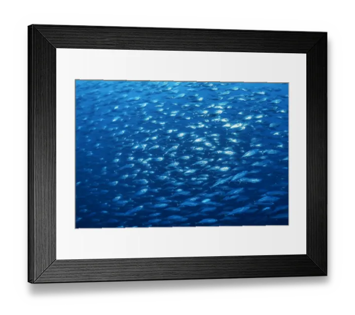 Framed Print : School of Bonito (Sarda orientalis) in open water. Darwin Island, Galapagos National Park Framed Print : School of Bonito (Sarda orientalis) in open water. Darwin Island, Galapagos National Park