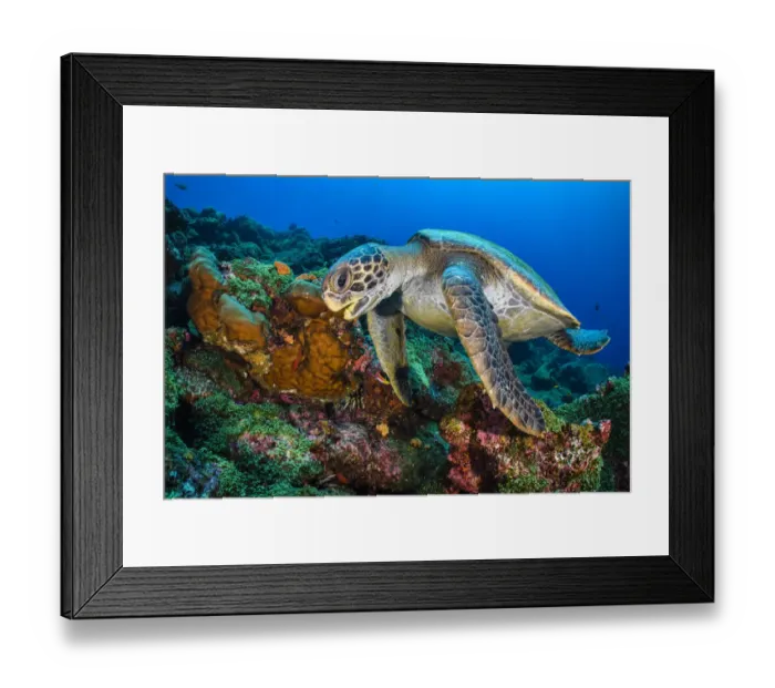 Framed Print : Galapagos green turtle (Chelonia mydas agassizii) swims over a coral reef. Darwin Island Framed Print : Galapagos green turtle (Chelonia mydas agassizii) swims over a coral reef. Darwin Island