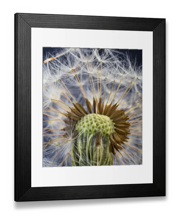 Framed Print : RF- Dandelion (Taxaxacum officinale) close up of seed head Framed Print : RF- Dandelion (Taxaxacum officinale) close up of seed head